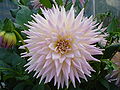 Dahlia Horst Athalie