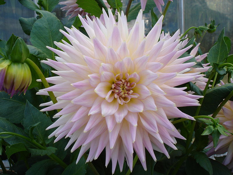 Ficheiro:Dahlia Horst Athalie.jpg