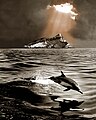 Дельфін капський у затоці Баха-Каліфорнії