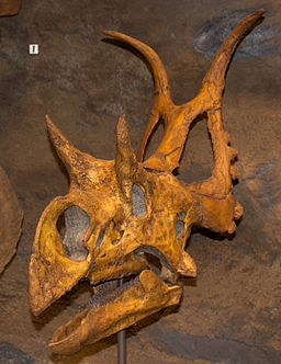 Diabloceratops skull