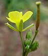 Kleine zandkool (Diplotaxis muralis)