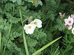 Erodium chrysanthum