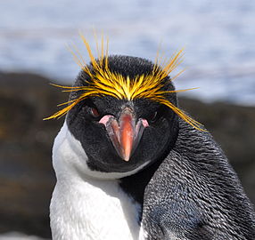 Pinguin macaroni Eudyptes chrysolophus