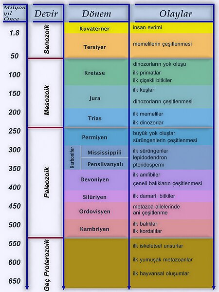 450px-Evrim%C3%A7izelgesi.jpg