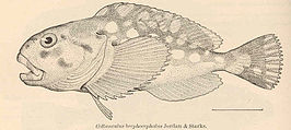 Ebinania brephocephala