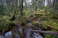 Bäck som flyter mellan Långmossen och Hässjemossen.