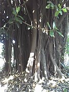 Stem of Ficus elastica