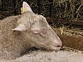 Tête d'un mouton de race finnoise