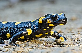 Fire salamander