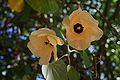 Fleurs à pétales jaunes tirant vers l'orangé s'organisant en une spirale.