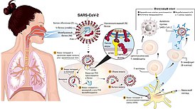 Передача и жизненный цикл вируса SARS-CoV-2, вызывающего инфекцию COVID-19