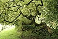 Fraxinus excelsior 'Aurea pendula' du Domaine de Mariemont à Morlanwelz-Mariemont.