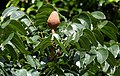 Frutos e folhagem (Kolkata, West Bengal, Índia).