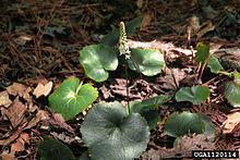 Galax urceolata.jpg