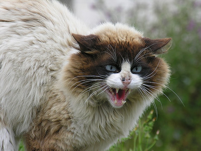 Hissing cat with its fur standing on end