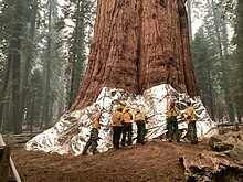 Six firefighters clad in yellow gear place sheets of silver foil around the tree's base, slightly above the height of their heads.