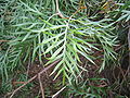 Grevillea Banksii 'Superb'