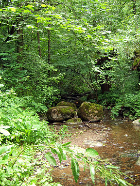 Bevardis upelis Griovių geomorfologiniame draustinyje