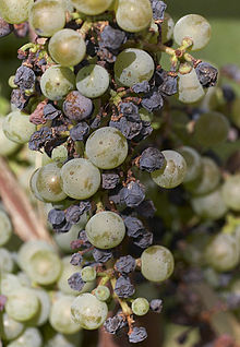 "Guignardia bidwellii" on grapes