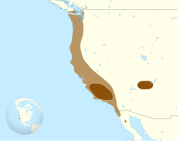 Distribución actual del género Gymnogyps.