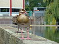 Vorschaubild der Version vom 15:51, 13. Sep. 2012