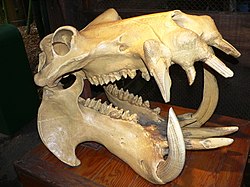 250px Hippo skull