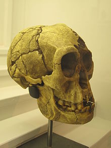 Homo floresiensis IMG 2937.JPG