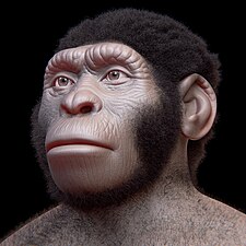 Homo naledi