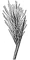 Arizona hordeo (H. arizonicum)