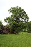 Stieleiche (Quercus robur)