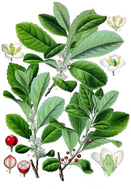 Ilüstrasiù de Ilex paraguariensis