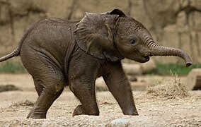 Baby elephant playing at the zoo