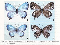 A gossamer-winged butterfly, Jamides elioti:
1) dorsal and 2) ventral aspect of holotype,
3) dorsal and 4) ventral aspect of paratype JamidesEliotiMUpUnAC1.jpg