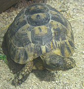 Tortuga mora (Testudo graeca)