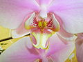 Bibir pada kacukan Phalaenopsis