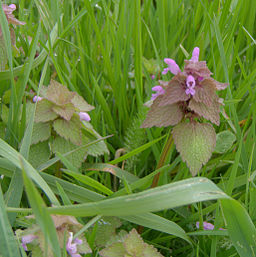 Lamium purpureum HDR