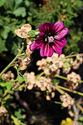 Lavatera arborea Ibiza 2.jpg