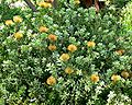 Leucospermum 'Sunshine'