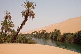 An Idehan Ubari oasis lake, with native grasses and date palms