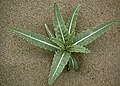 erinnert an Aloe