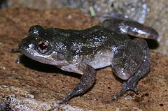 Description de l'image Mantidactylus pauliani02.jpg.