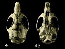 Skull on black background. Seen from above on the left, with text "4"; seen from below on the right, with text "4a".