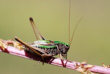 Decticelle des bruyères