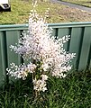 The plant in full bloom in Sydney, Australia