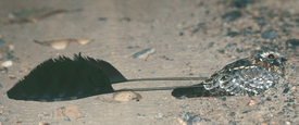 Viirikehrääjä (Macrodipteryx longipennis)