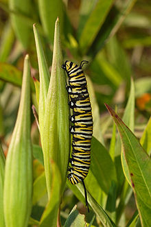 A monarch butterfly (Danaus plexippus) caterpillar Monarch Butterfly Danaus plexippus Vertical Caterpillar 2000px.jpg