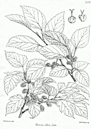 뽕나무(Mulberry)