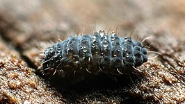 Neanura muscorum