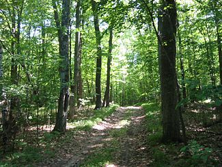 A dirt road in the North Woods forest. Northwoods 2.jpg