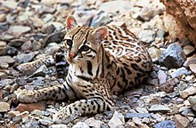 The ocelot is not significantly sexually dimorphic, varying only slightly in mature maximum weight. Ocelot.jpg